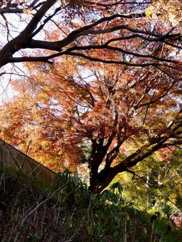 郊外の敷地内で色付く紅葉を仰ぐ 郊外の敷地内で色付く紅葉を仰ぐ 紅葉,木,樹木の写真素材