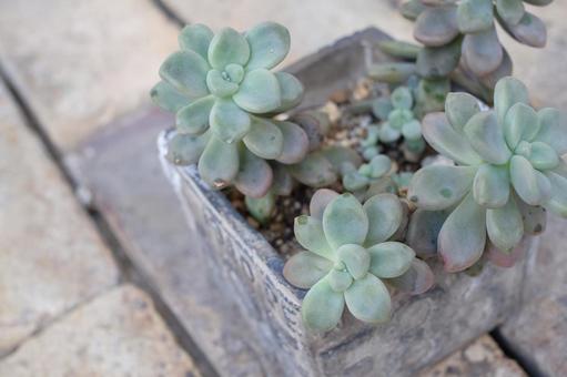 多肉植物 観葉植物,カラフル,景色の写真素材