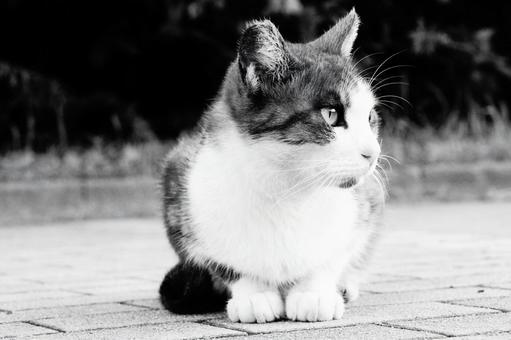 ねこ ねこ ねこ,野良,動物の写真素材