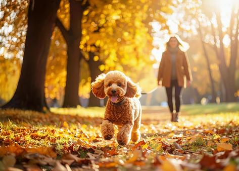 秋の公園で犬の散歩 秋の公園で犬の散歩の写真