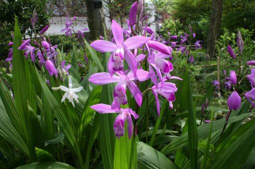シラン・紫蘭　マクロ シラン,草花,鮮やかの写真素材