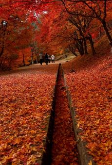 紅葉 紅葉,11月,赤の写真素材