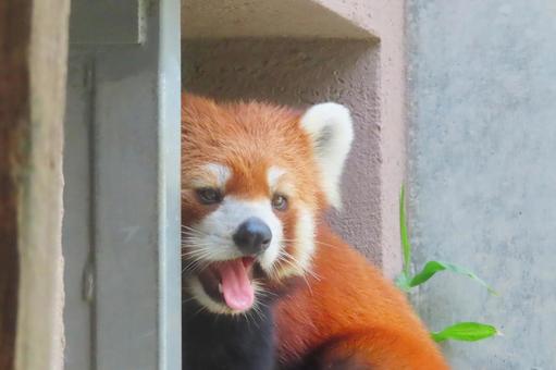 かわいいレッサーパンダ かわいいレッサーパンダ レッサーパンダ,動物,哺乳類の写真素材