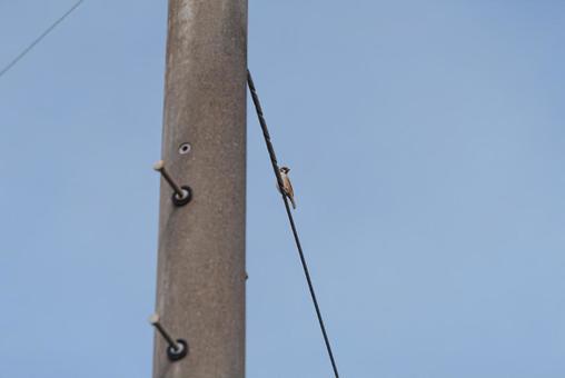 電線に止まって辺りを見回すスズメ 電線に止まって辺りを見回すスズメの写真