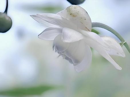 レンゲショウマ レンゲショウマ 山野草,森の妖精,清楚の写真素材