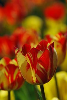 Tulip flowers, JPG Tulip flowers, JPG