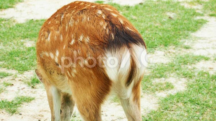 奈良の鹿　後ろ姿　しっぽ 鹿,ニホンジカ,動物の写真素材