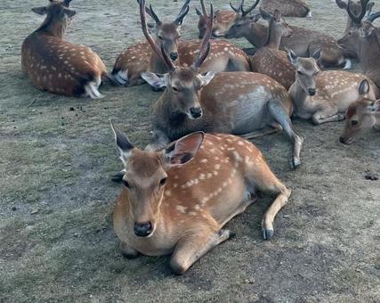 しか しかの写真