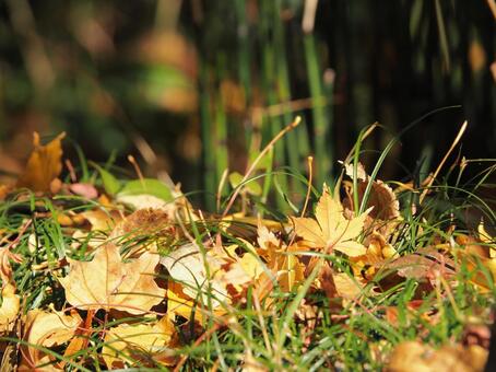 落ち葉 紅葉,もみじ,日本の写真素材