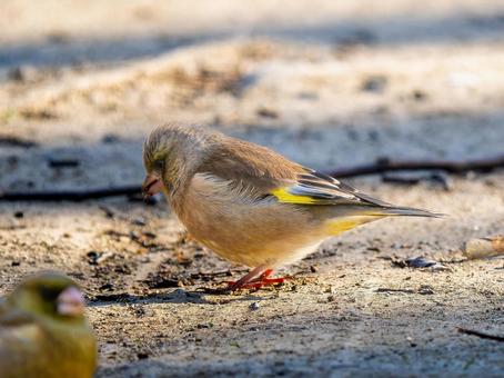 地面を歩くカワラヒワ 地面を歩くカワラヒワの写真