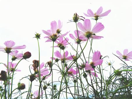 コスモス コスモス コスモス,秋桜,菊の写真素材