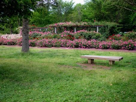 ピンクのローズが群生する公園のベンチ ピンクのローズが群生する公園のベンチ 薔薇,ばら,ローズの写真素材