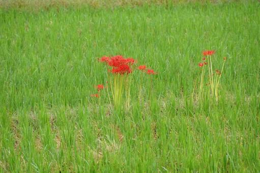 赤いヒガンバナ 赤いヒガンバナ ヒガンバナ,植物,風景の写真素材