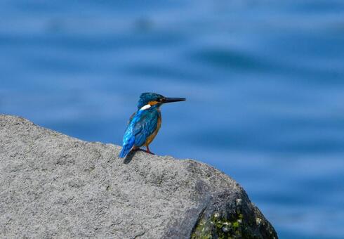 水辺の岩に佇むカワセミ カワセミ,野鳥,動物の写真素材
