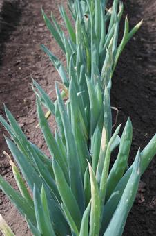 畑の長ネギ ネギ,葱,長ネギの写真素材