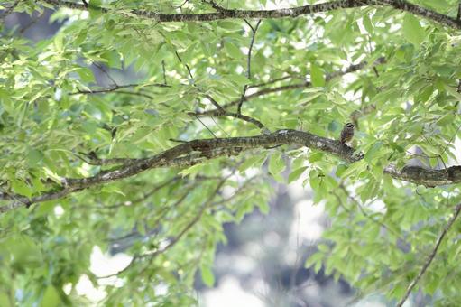 新緑の樹々 枝には小鳥も休んでいる 新緑の樹々 枝には小鳥も休んでいるの写真