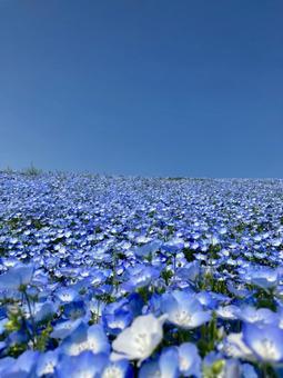 ネモフィラと空（縦） ネモフィラの花,ネモフィラ,ネモフィラ畑の写真素材