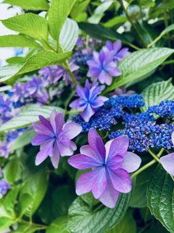 紫陽花 あじさい,アジサイ,紫の写真素材