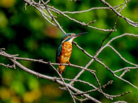 枝にまるカワセミ カワセミ,野鳥,鳥の写真素材