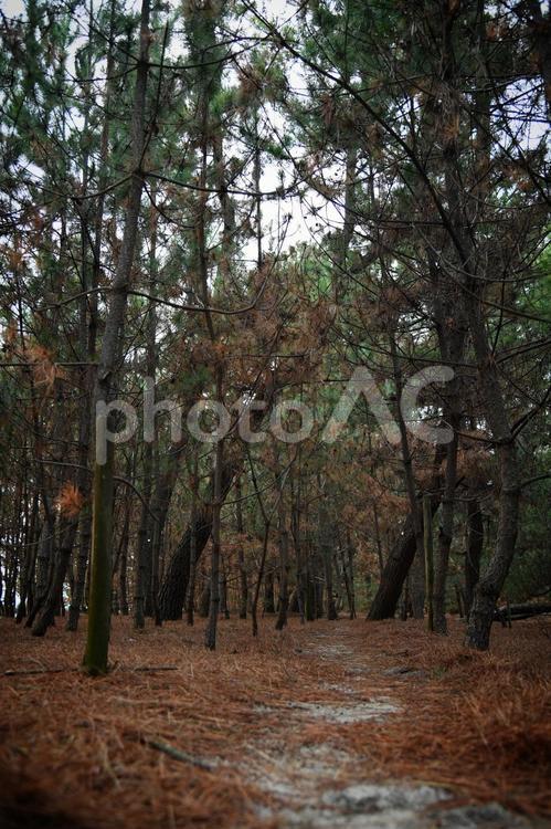 松林 風景,木材,晴れの写真素材