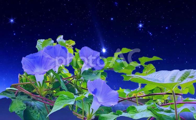 イメージ素材/アサガオと星空 アサガオ,星空,夏の写真素材