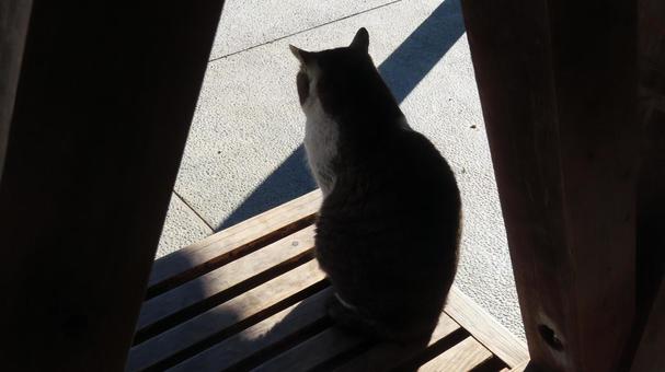 美しいお座り姿を見せるもふもふな眠り猫 猫,キジシロ,眠り猫の写真素材