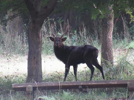 霧島の鹿 黒い,オス,角の写真素材