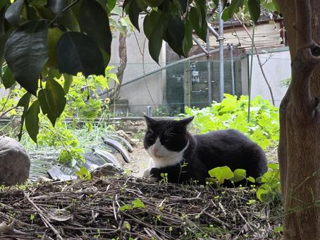 地域猫 猫,ネコ,地域猫の写真素材