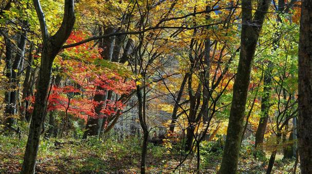 榛名山の紅葉 紅葉,アウトドア,登山の写真素材