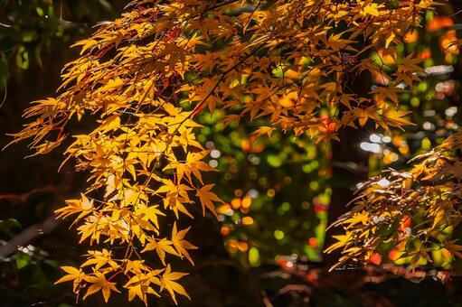 光のシャワー黄金色に輝く紅葉の葉と玉ボケ 紅葉,黄葉,モミジの写真素材