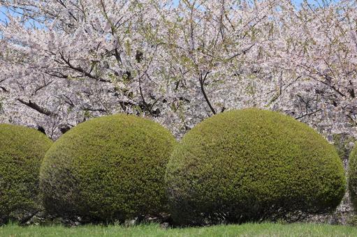 桜と低木 函館,五稜郭,函館五稜郭の写真素材