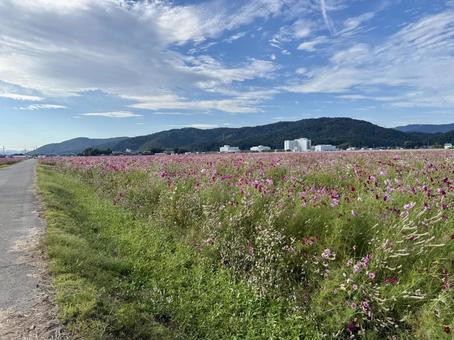 福井県 曇り空と宮ノ下コスモス公苑 福井県 曇り空と宮ノ下コスモス公苑 福井県,宮ノ下コスモス公苑,曇りの写真素材