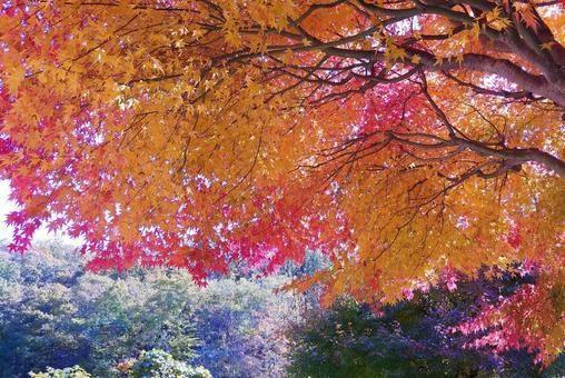 鮮やかなもみじの紅葉 鮮やかなもみじの紅葉の写真