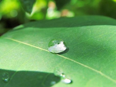 水滴と緑の葉の風景 水滴と緑の葉の風景 水滴,しずく,雨の写真素材
