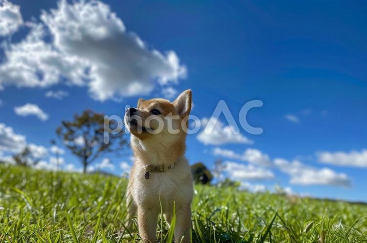 草原の柴犬の子 柴犬,草原,子犬の写真素材