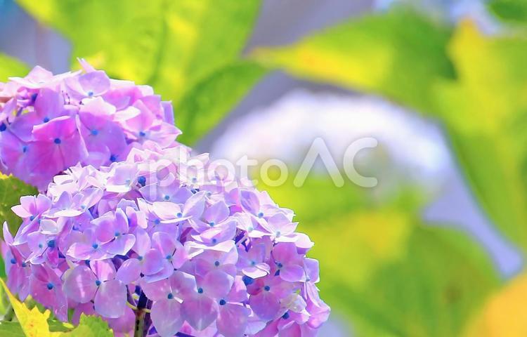 ピンクのアジサイの花 アジサイ,ピンク,花の写真素材