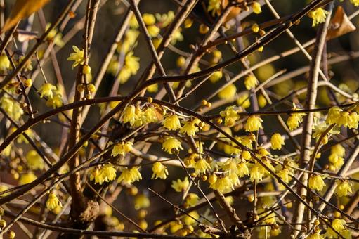 冬の陽に輝くロウバイ ロウバイ,蝋梅,黄色の写真素材