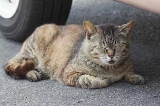 ねこ ねこ にゃんこ,可愛い,野良猫の写真素材