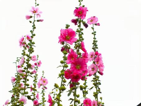 空高く咲くピンク色のタチアオイ 空高く咲くピンク色のタチアオイの写真
