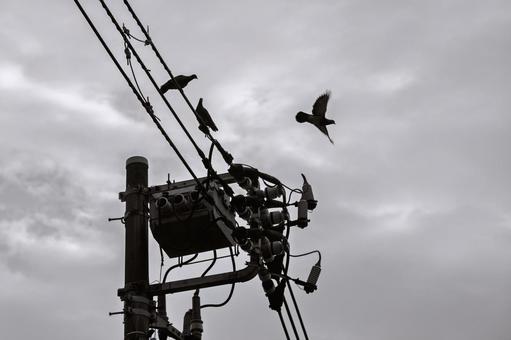 ハト(白黒) ハト(白黒)の写真