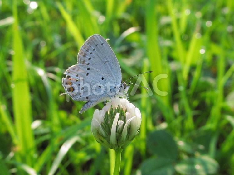 ツバメシジミと白い花 蝶々,チョウチョ,こん虫の写真素材