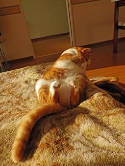 我が家の猫 我が家の猫の写真