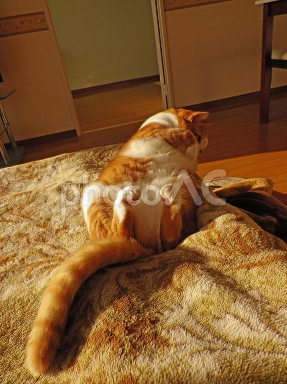 我が家の猫 にゃー,猫,我が家の写真素材