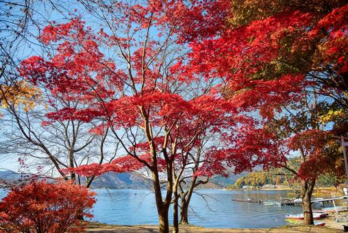 湖畔と紅葉 湖畔と紅葉 河口湖,紅葉,モミジの写真素材