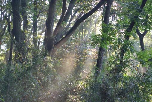 朝靄と木漏れ日の森 森,木漏れ日,朝靄の写真素材