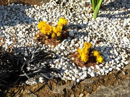 郊外の庭園で開花し始めたフクジュソウ 郊外の庭園で開花し始めたフクジュソウの写真
