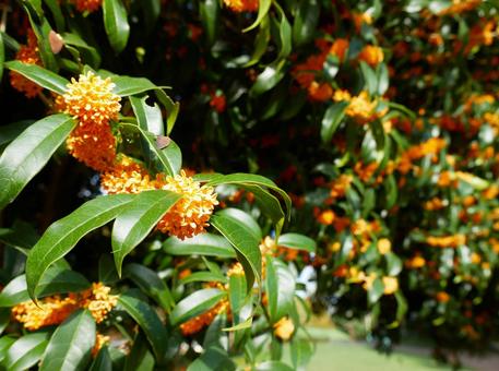 金木犀 金木犀の写真