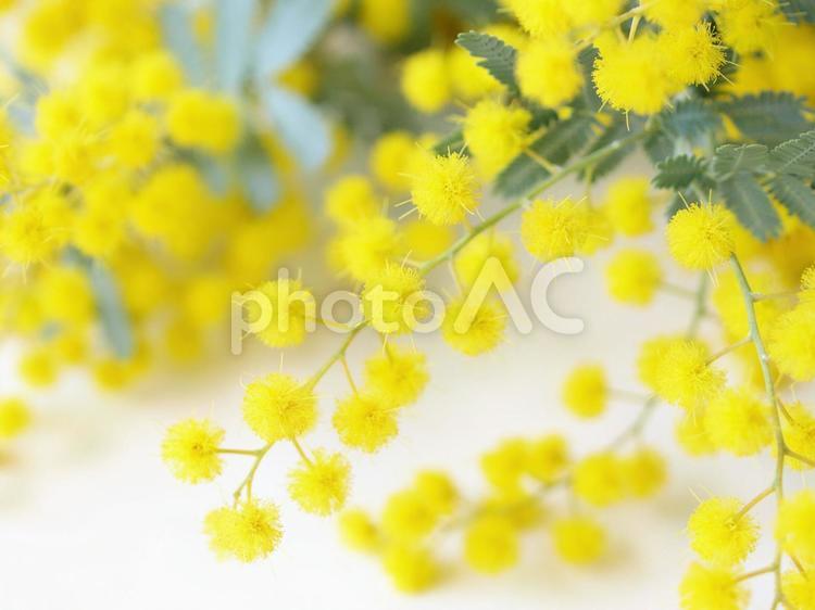 白背景にミモザの花のフレーム、ミモザの日のイメージ ミモザ,春,黄色の写真素材