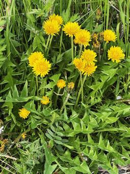 たんぽぽの花 たんぽぽの花 たんぽぽの花,春,道端の写真素材