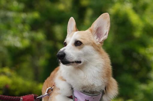 Corgi Portrait 2, JPG